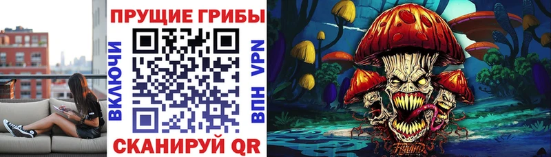 купить   Старица  Псилоцибиновые грибы GOLDEN TEACHER 